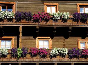 geranien-balkon
