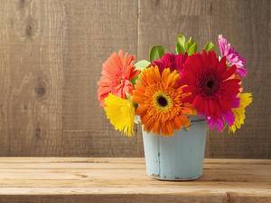 gerbera im topf