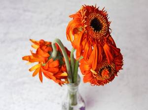 verwelkte gerbera in der vase