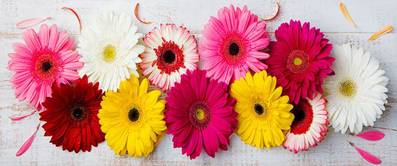 gerberas vor weissem hintergrund