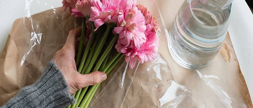 gerbera schnittblumen