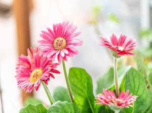 Gerbera als Zimmerpflanze