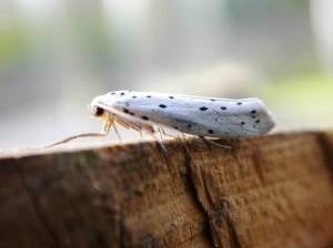 gespinstmotte-schmetterling