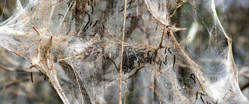 Gespinstermotten Raupen befallener Baum