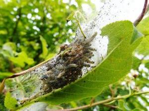 gespinstmottenraupen