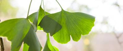 Ginko pflanzen: So wächst und gedeiht der Goethebaum optimal