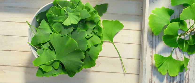 ginko blätter in schale
