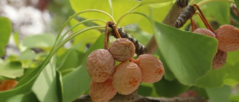 ginko frucht