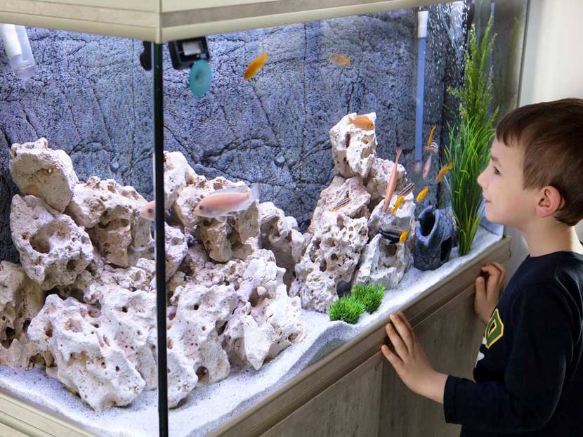 Aquarium mit Junge