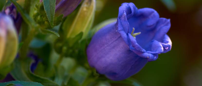 glockenrebe mit blauen blüten
