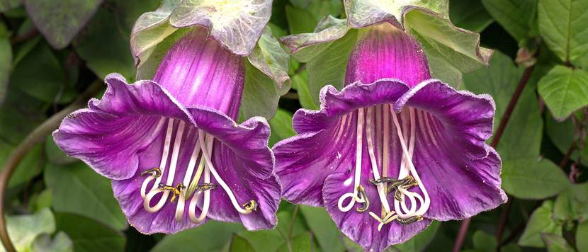 glockenrebe cobaea scandens in violett