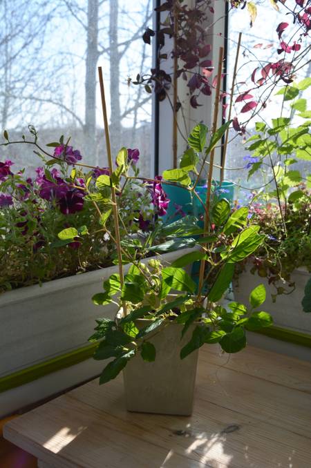 kaffeesatz als dnger fr heidelbeeren Purgrn Bio-Heidelbeerdnger 1 Liter