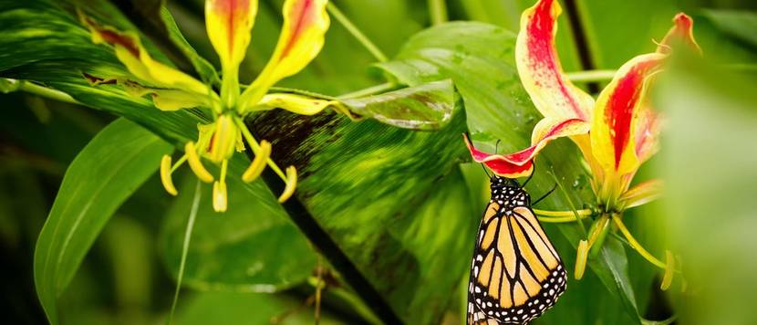 gloriosa-rothschildiana