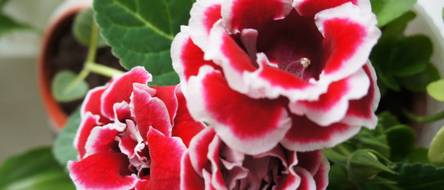 Gloxinie: 4 Pflanz- und Pflegetipps fr die auffllige Bltenpracht -