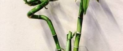 Lucky Bamboo als Zimmerpflanze pflegen