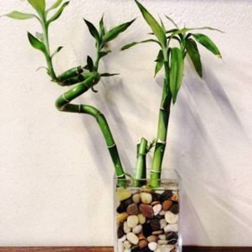 Lucky Bamboo als Zimmerpflanze pflegen 