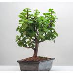 bonsai-gluecksbaum im topf