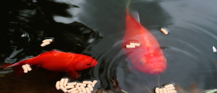 goldfische mit futter