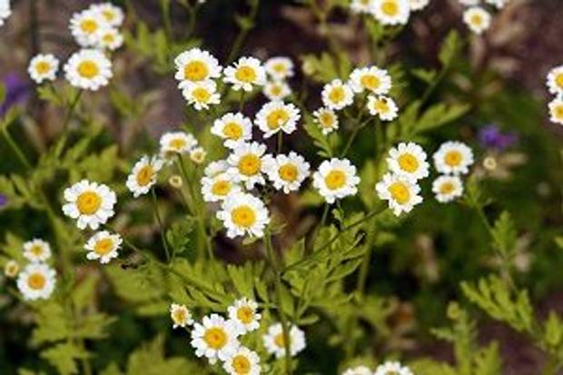 Goldkamille Pflege und Verwendung als Nutz und Zierpflanze