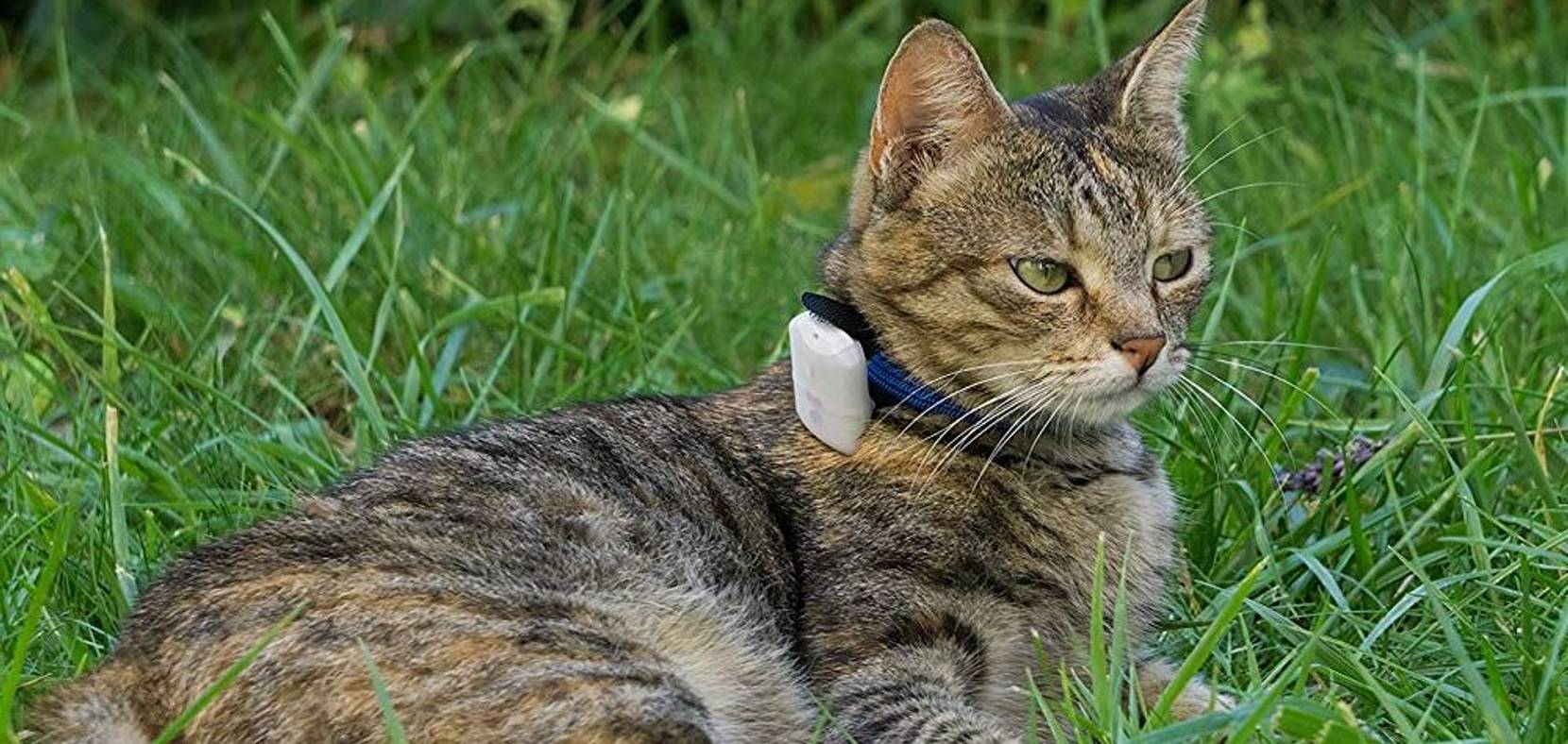 Gps Sender Für Katzen Unter Der Haut GPS für Katzen im Test & Vergleich: 2 klare Sieger! - heimwerker.de