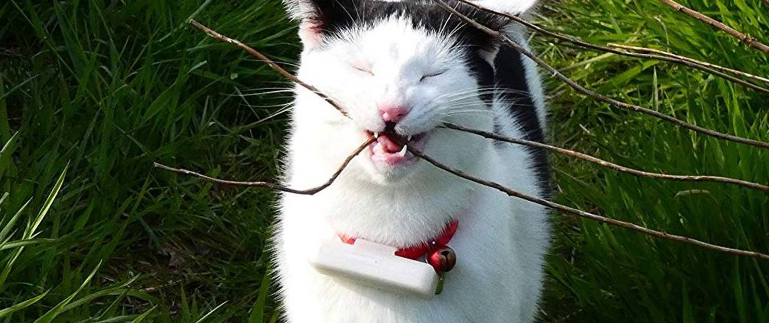 GPS für Katzen im Test & Vergleich 2 klare Sieger! heimwerker.de