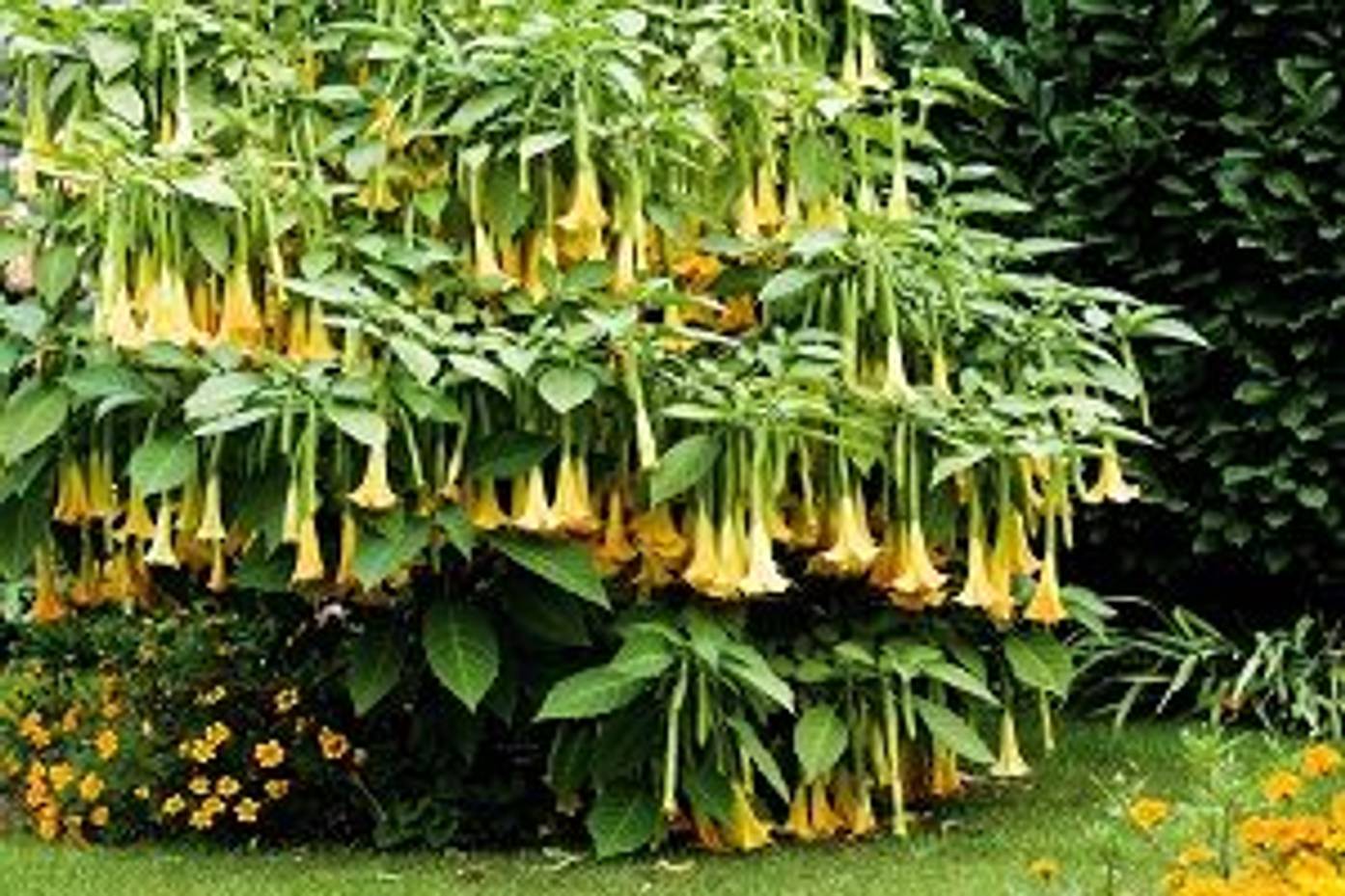 Engelstrompete pflanzen Vermehrung der Brugmansia in 5 Schritten