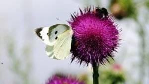 Großer Kohlweißling (Schmetterling)