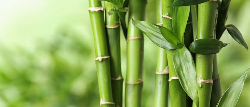gruener bambus