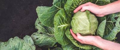 Grühnkohl pflanzen und pflegen