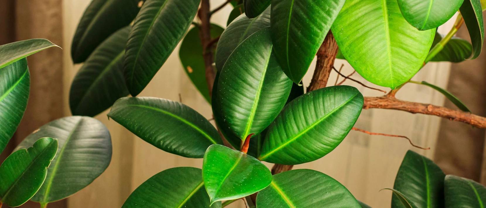 Gummibaum pflegen 3 Tipps für die Haltung der Grünpflanze
