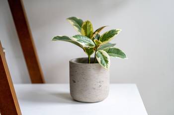 Gummibaum pflegen: 3 Tipps fr die Haltung der Grnpflanze