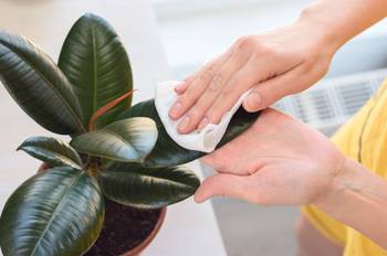 Gummibaum pflegen: 3 Tipps fr die Haltung der Grnpflanze