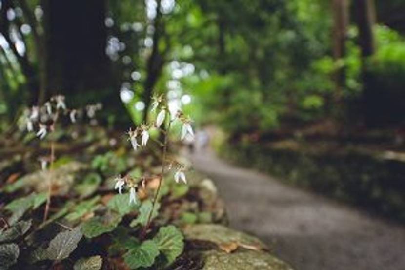 haengender steinbrech im wald