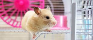 Hamsterkäfig im Test & Vergleich: 2 klare Sieger! - heimwerker.de