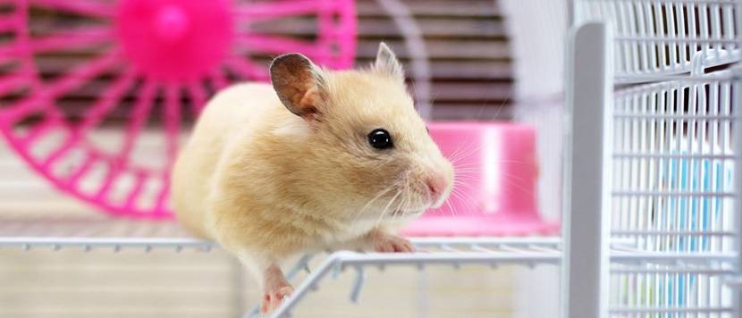 hamsterkäfig vergleich