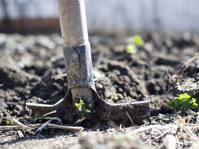 Eher die Gartenwerkzeuge zum Einsatz kommen, benötigen sie etwas Pflege.