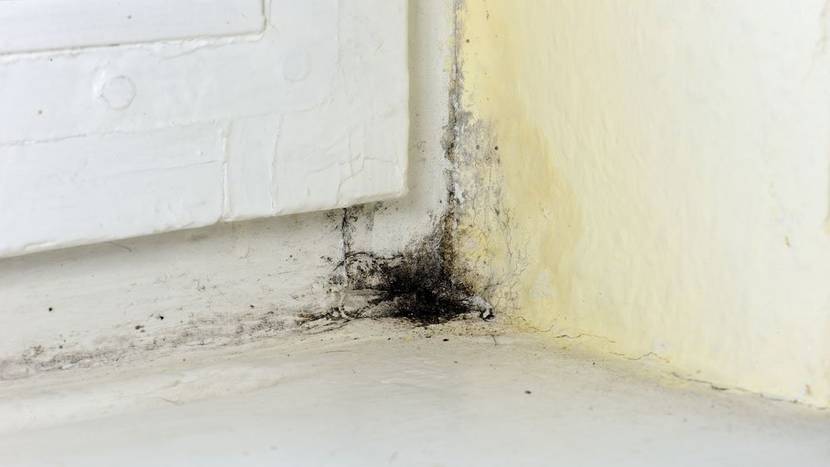 Schimmel durch undichtes Fenster