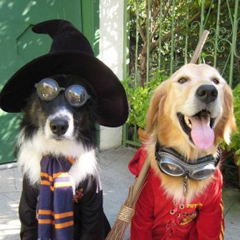haustier-kostuem-selber-machen-petsadviser.com