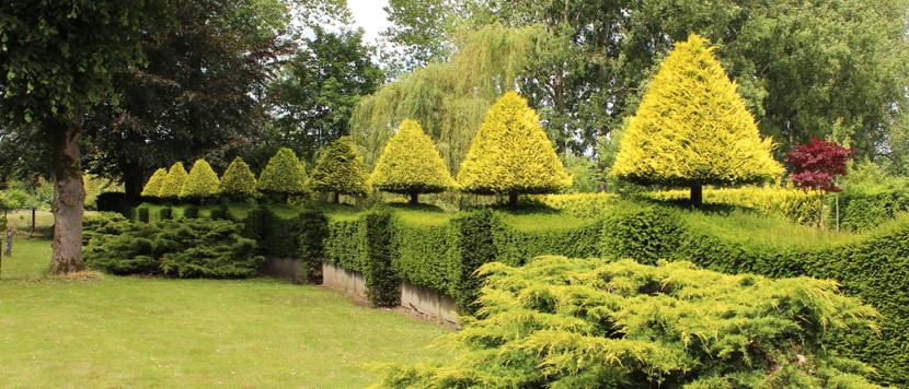 hecke in verschiedenen formen