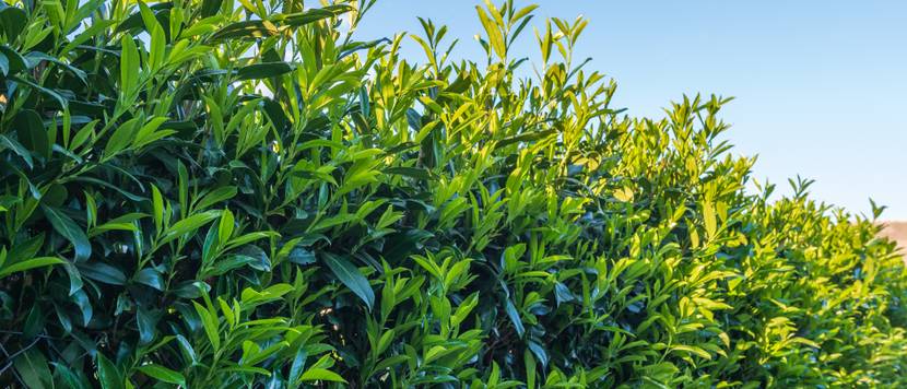 kirschlorbeer als hecke