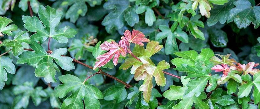 hecke-pflanze-feldahorn