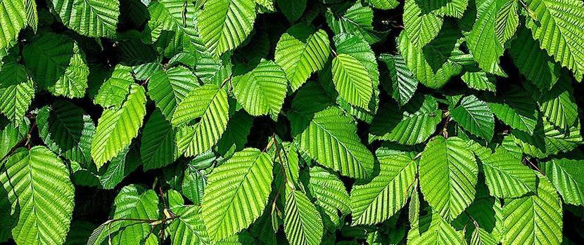 hecke-pflanze-hainbuche