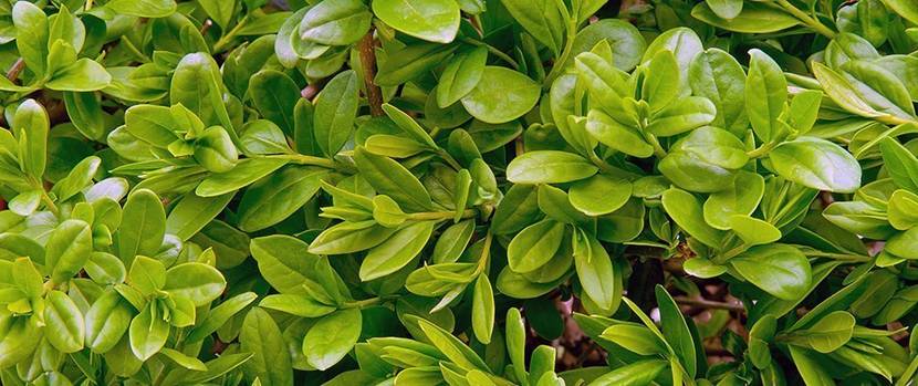 hecke-pflanze-liguster