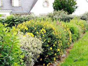 hecke-pflanzen-natuerlich