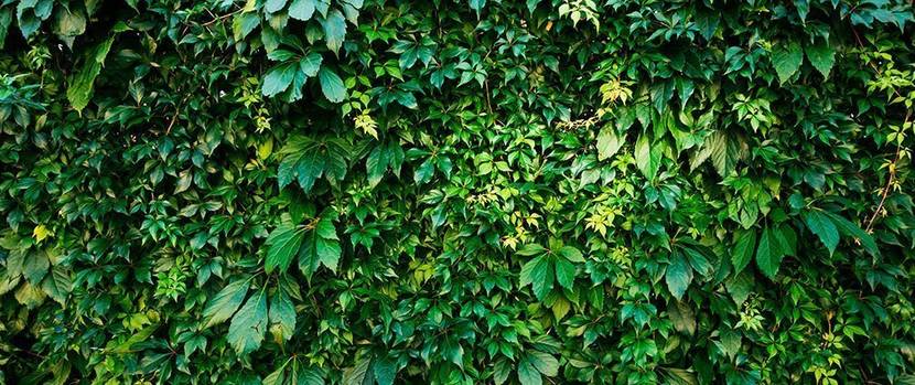 hecke-pflanzen