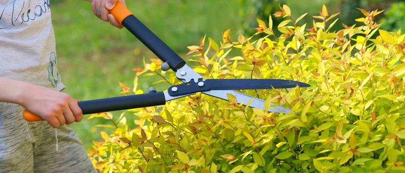 hecke schneiden im herbst