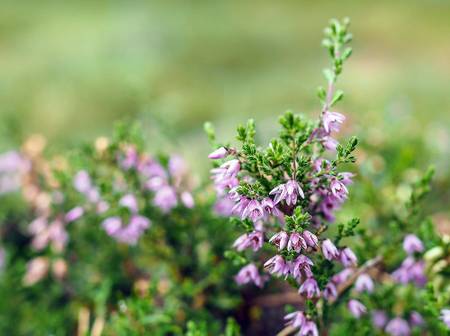 Blhendes Heidekraut pflanzen: 5 Tipps fr die richtige Pflege -  heimwerker.de