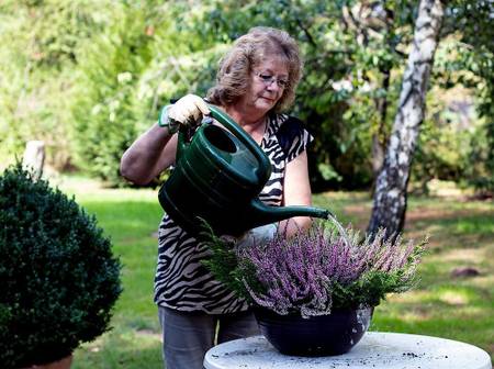 Blhendes Heidekraut pflanzen: 5 Tipps fr die richtige Pflege -  heimwerker.de
