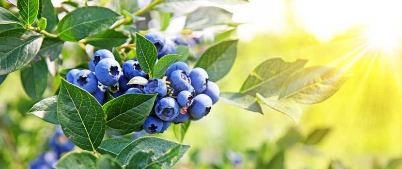Blaubeeren-Planzen