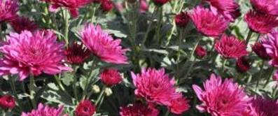herbstblumen-1-1